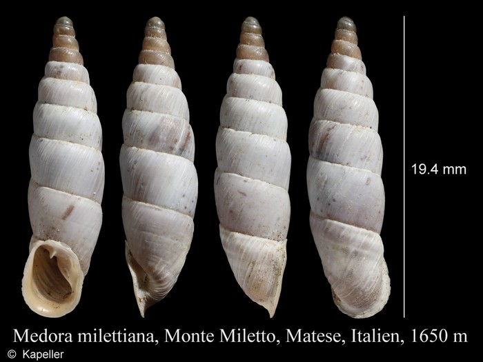 Medora milettiana Medora milettiana