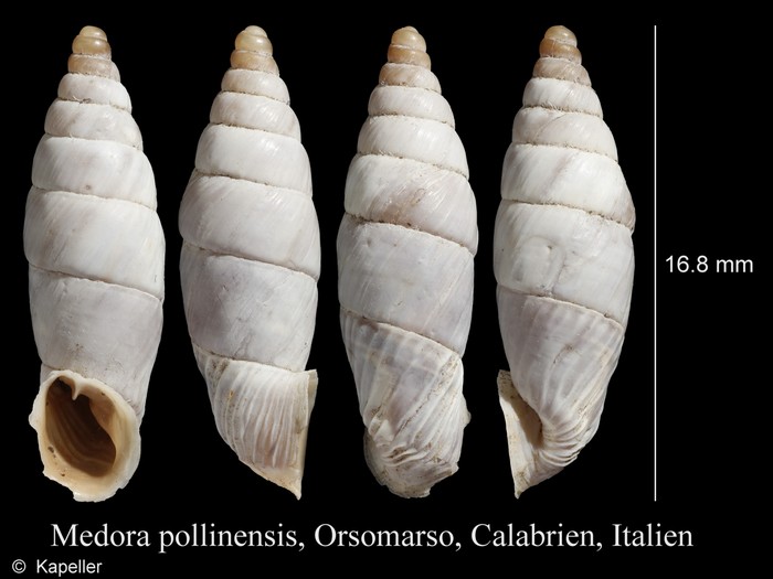 Medora pollinensis Medora pollinensis
