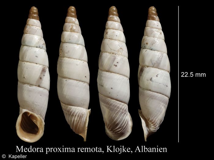 Medora proxima Medora proxima