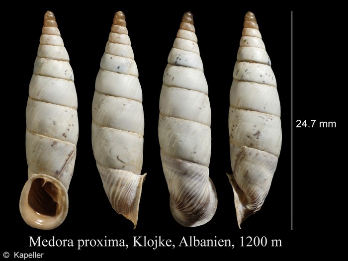 Medora proxima Medora proxima