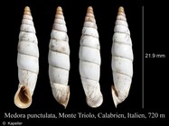 Medora punctulata