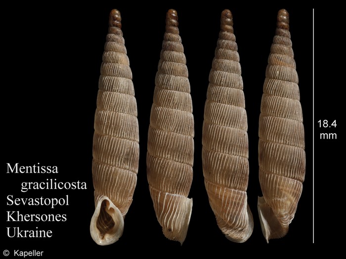 Mentissa gracilicosta Mentissa gracilicosta