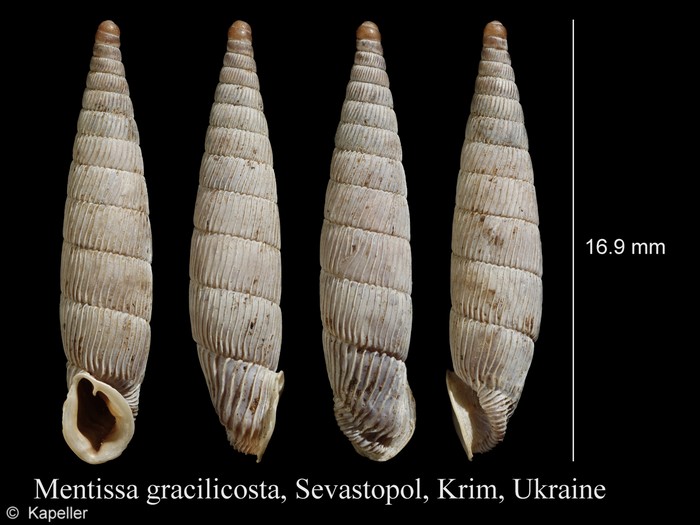 Mentissa gracilicosta Mentissa gracilicosta