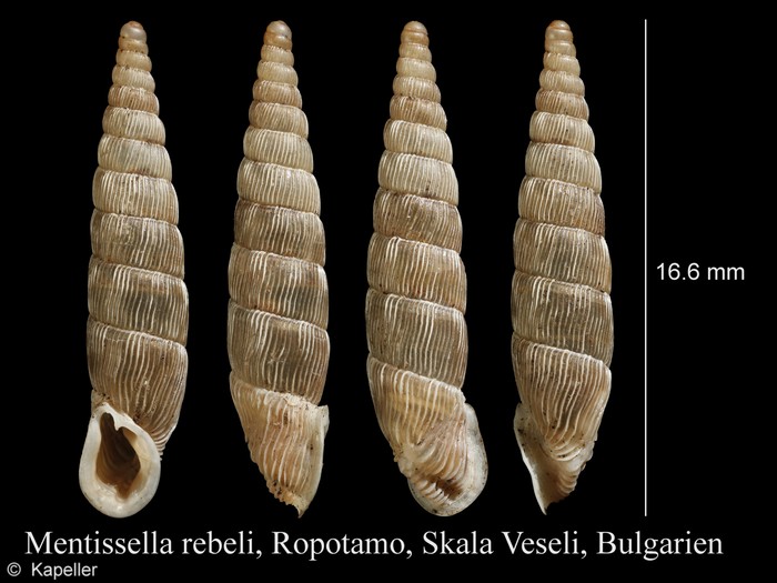 Mentissella rebeli