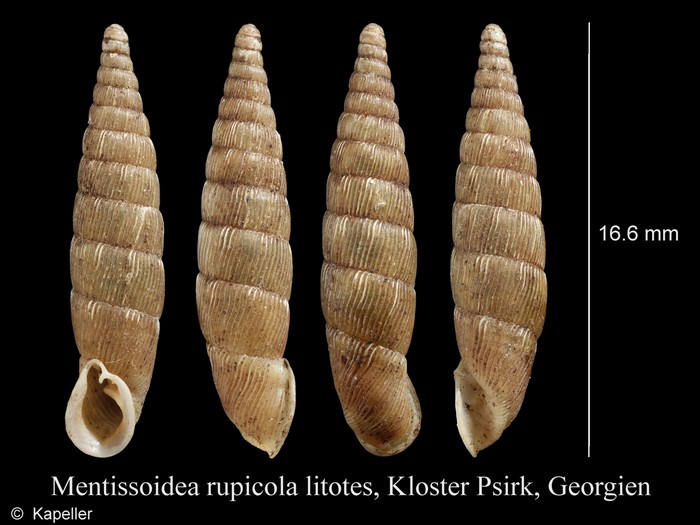 Mentissoidea rupicola