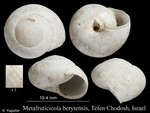 Metafruticicola berytensis