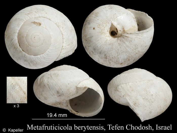 Metafruticicola berytensis Metafruticicola berytensis