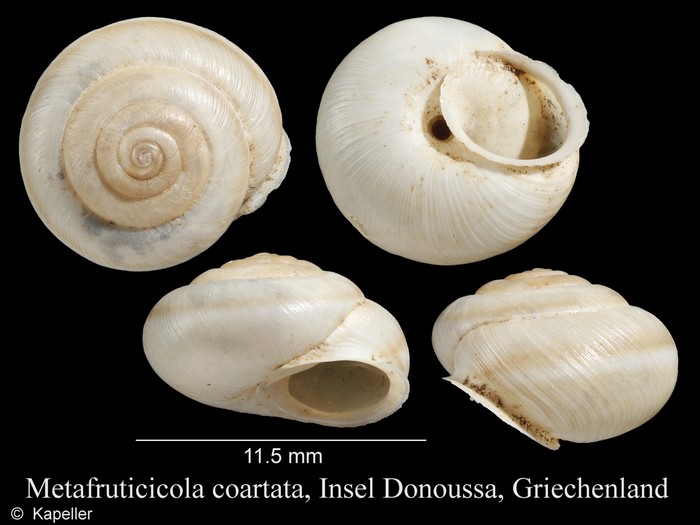 Metafruticicola coartata Metafruticicola coartata