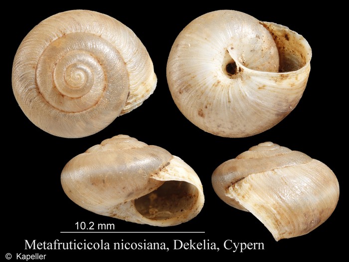 Metafruticicola nicosiana Metafruticicola nicosiana