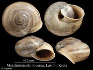 Metafruticicola noverca