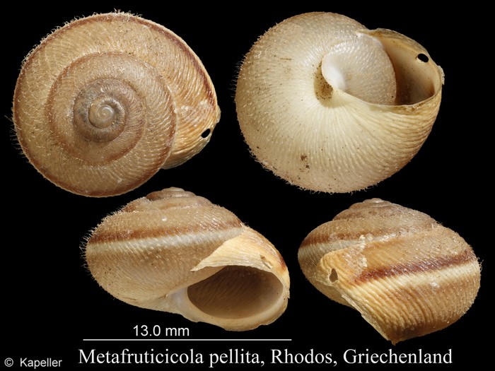 Metafruticicola pellita