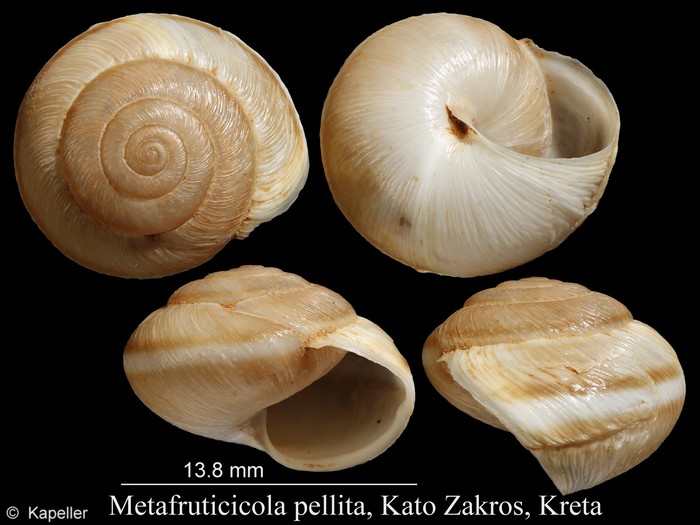 Metafruticicola pellita