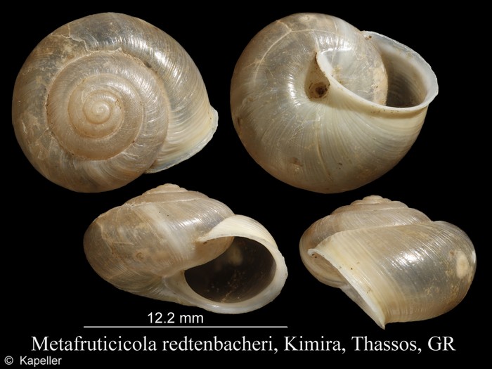 Metafruticicola redtenbacheri Metafruticicola redtenbacheri