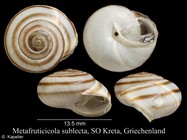 Metafruticicola sublecta