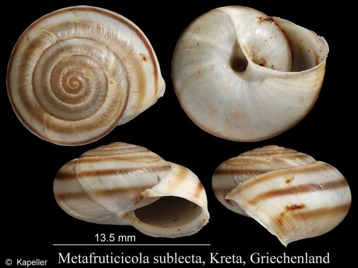 Metafruticicola sublecta