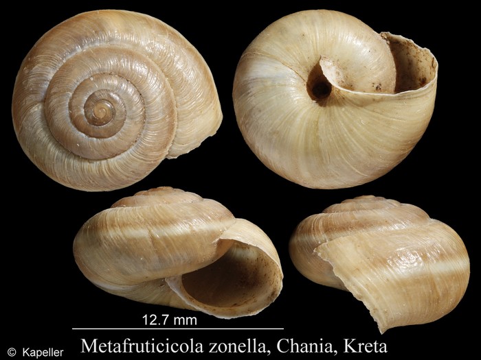 Metafruticicola zonella Metafruticicola zonella