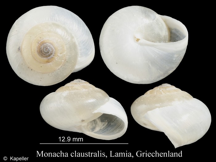 Monacha claustralis Monacha claustralis
