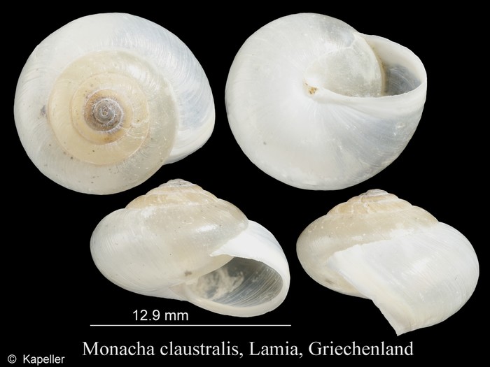 Monacha claustralis