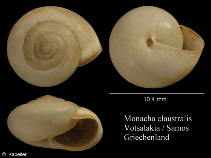 Monacha claustralis Monacha claustralis