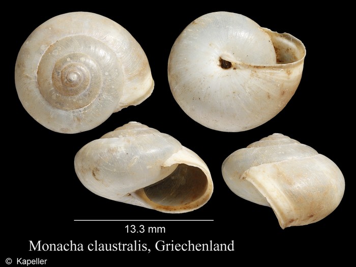 Monacha claustralis Monacha claustralis