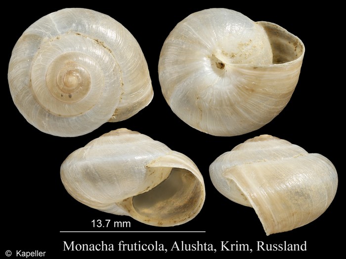 Monacha fruticola Monacha fruticola