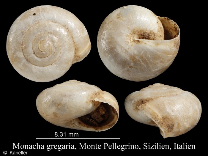 Monacha gregaria Monacha gregaria