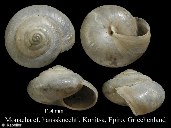 Monacha haussknechti Monacha haussknechti