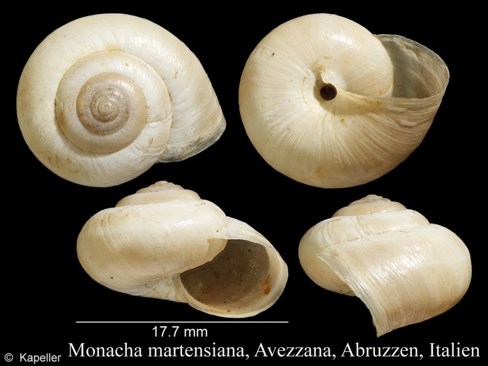 Monacha martensiana Monacha martensiana