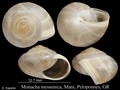 Mollusca (molluscs)