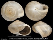 Monacha messenica