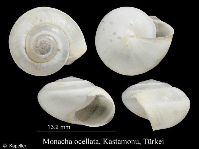 Monacha ocellata Monacha ocellata