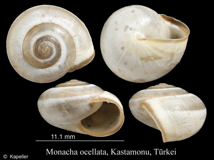 Monacha ocellata Monacha ocellata