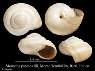 Monacha pantanellii