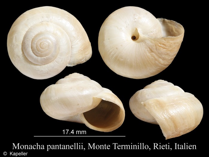 Monacha pantanellii Monacha pantanellii