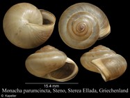 Monacha parumcincta