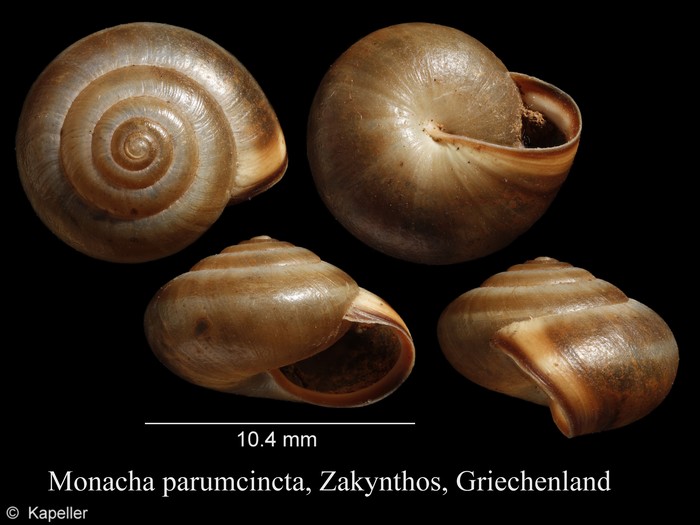 Monacha parumcincta