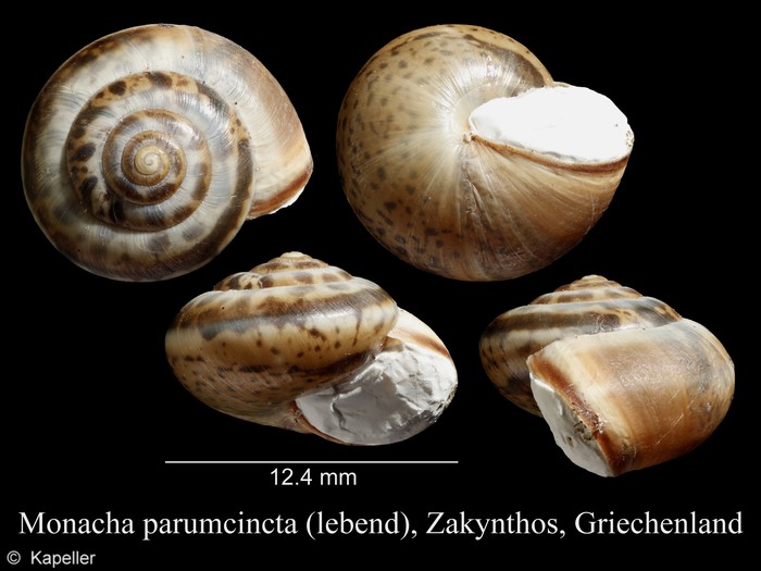 Monacha parumcincta