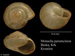 Monacha parumcincta