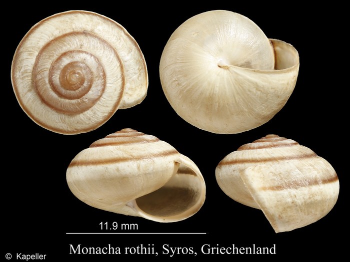 Monacha rothii Monacha rothii