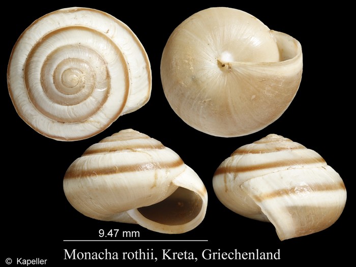 Monacha rothii Monacha rothii