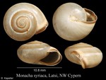 Monacha syriaca