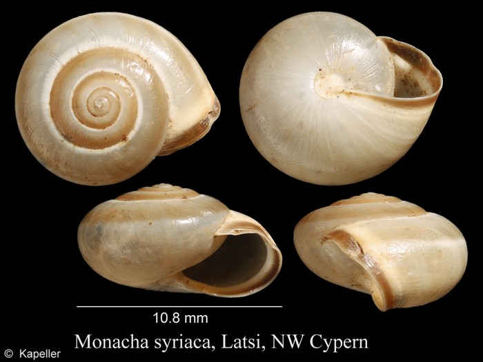 Monacha syriaca Monacha syriaca