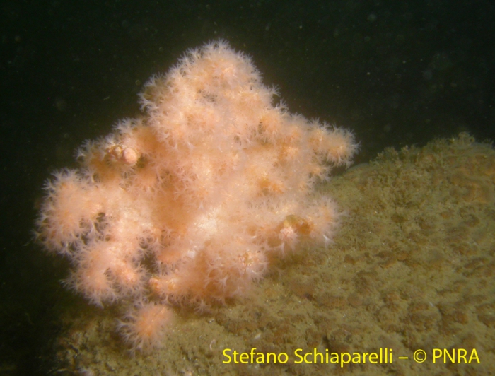 Alcyonium antarcticum 6 Alcyonium antarcticum 6