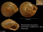 Monachoides incarnatus