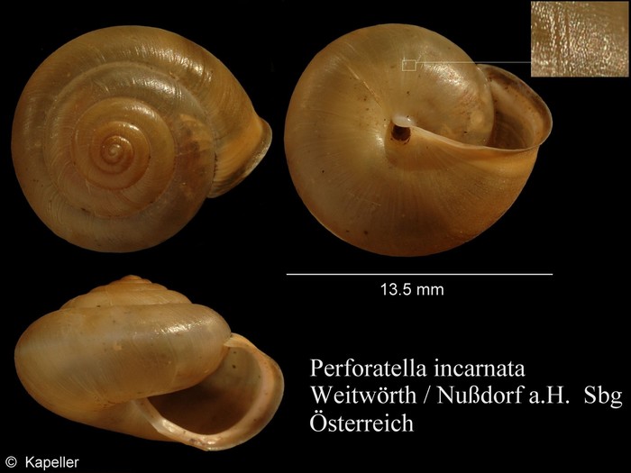 Perforatella incarnata