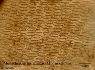 Monachoides incarnatus