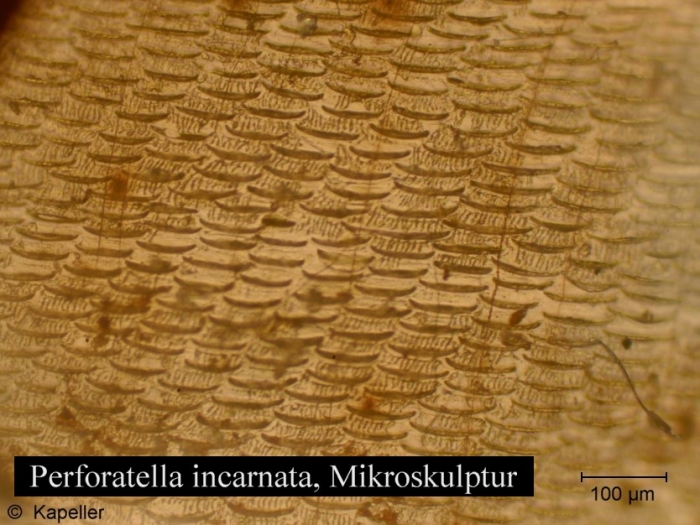 Perforatella incarnata
