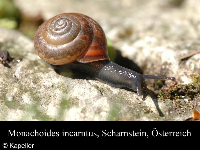 Monachoides incarnatus