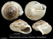 Monachoides vicinus