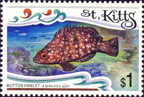 Alphestes afer Alphestes afer